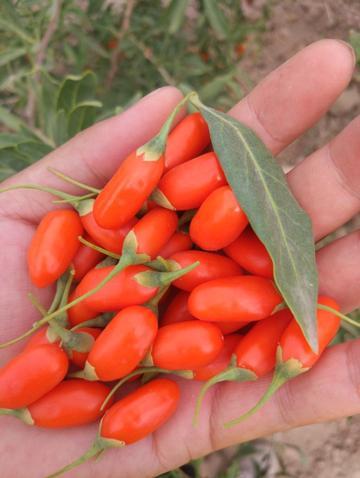 |枸杞国外被捧上天，枸杞面包卖到1000美元，老外：东方魔幻长寿果