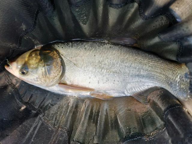 |钓鲢鳙不会调漂的看过来！傻瓜式的调漂方法，新手也能一看就会