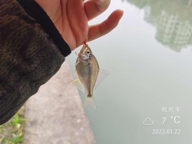 饵料|年初作钓雨绵绵，白条鳑鲏鲫翘连