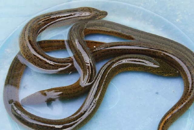 肝脏|提醒：6种食物是寄生虫的“重灾区”，宁愿少吃或不吃，也别贪嘴