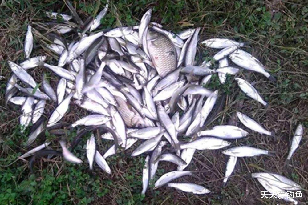 水皮|钓水皮就用全飞铅，20秒上一条鱼，拉小鱼无敌