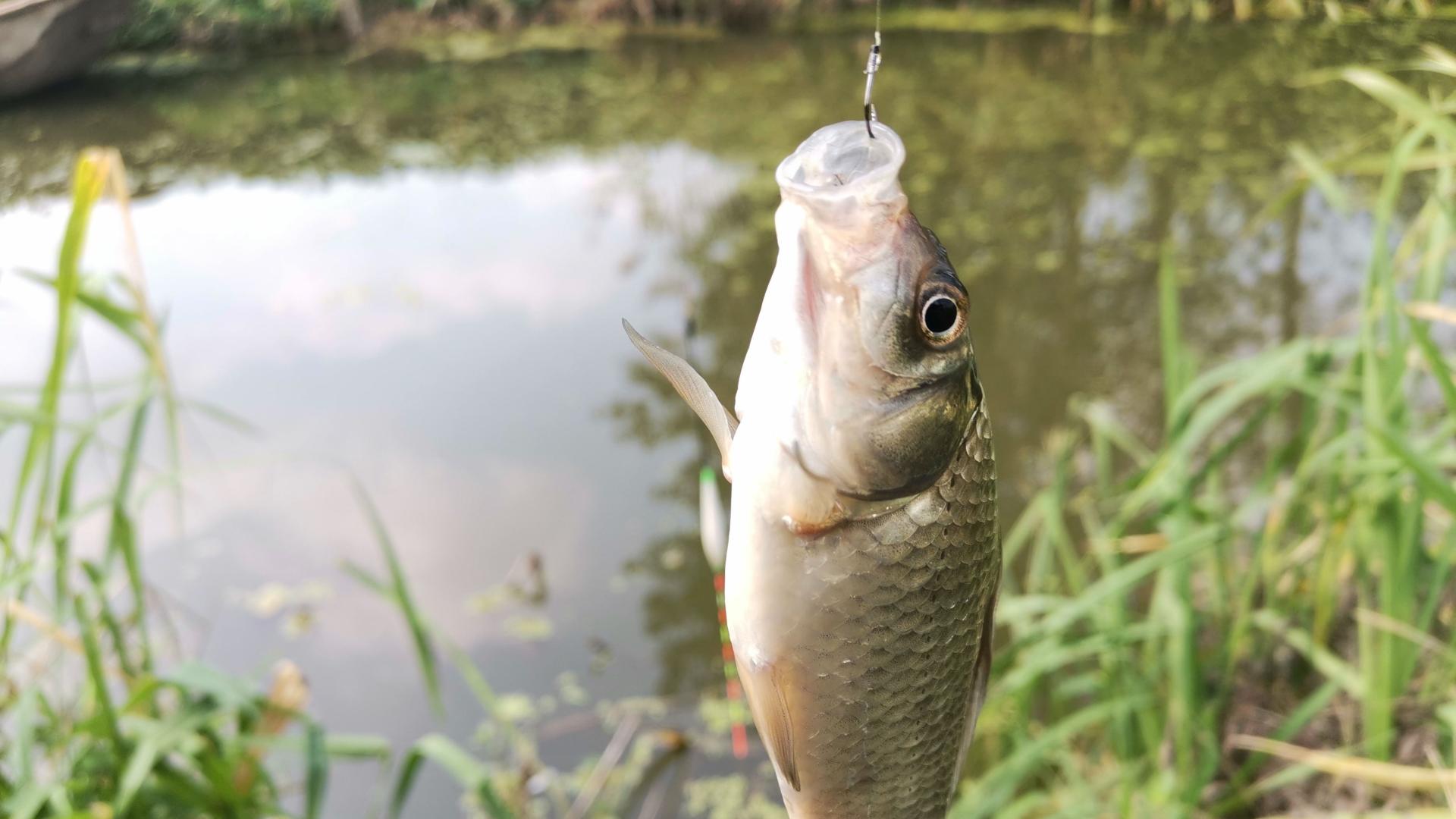 野钓资源与鱼情！近期你空军了吗？秋季久钓没口如何应对？