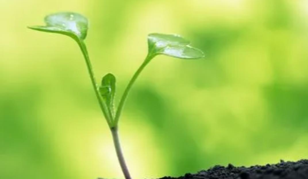 豆腐|“早不買豬肉，晚不買豆腐”，其中有什么生活竅門？