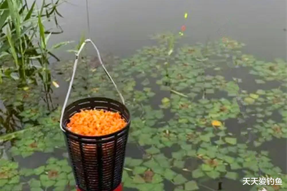野钓鲫鱼,学会4个“万金油”招数,在哪儿都能爆护