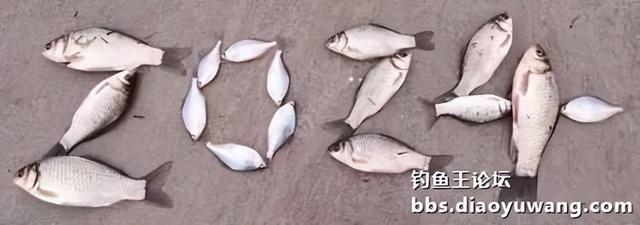 2024第一钓，地狱猫助力渔获丰