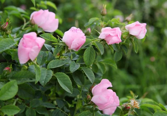 |具有天生领导范的星座，大局观很强