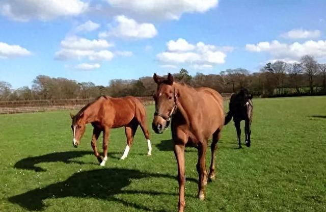 马肉|全球每年宰杀约470万匹马,为何国人却很少吃马?马肉不好吃吗?