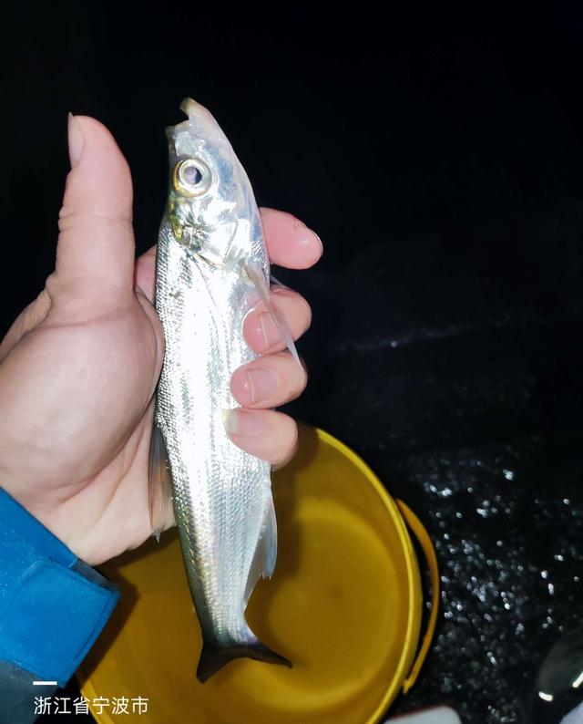 鲫鱼|夜钓偶遇女钓手,早春难钓小有收获