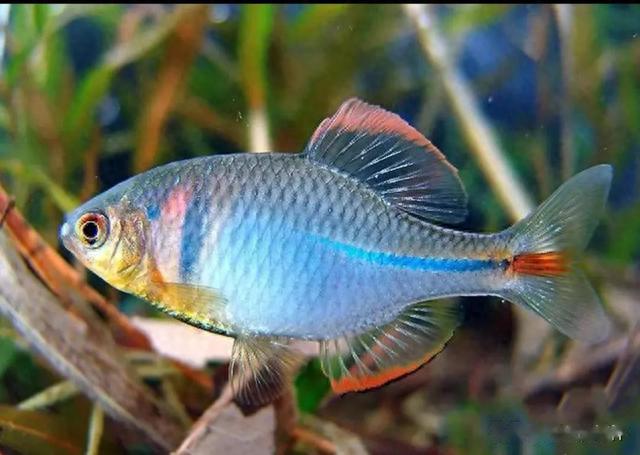 日本天皇|曾多到没人吃的4种小鱼，如今身价翻倍，成日本天皇的心头好？