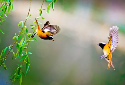 运势|猫巫先生12星座周运2023年5.22-5.28:活跃积极,勇敢好奇