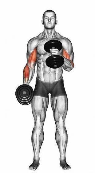 哑铃|哑铃的正确使用及锻炼方法