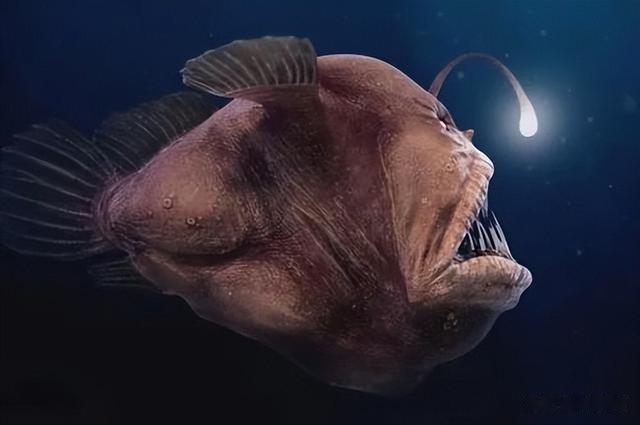 黄花鱼|过年买鱼时，尽量挑这6种鱼买，便宜又好吃，别被鱼贩子给骗了