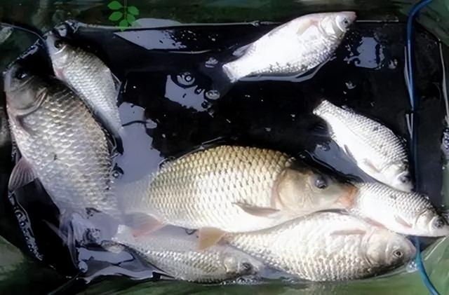 夏季阴天这样钓,连竿又爆护!