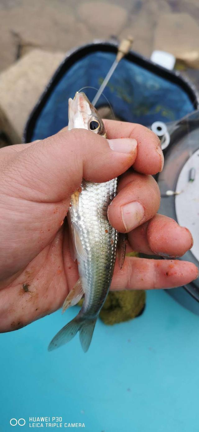 饵料|当隔夜窝遇上通杀腥,喜迎冬日小爆护