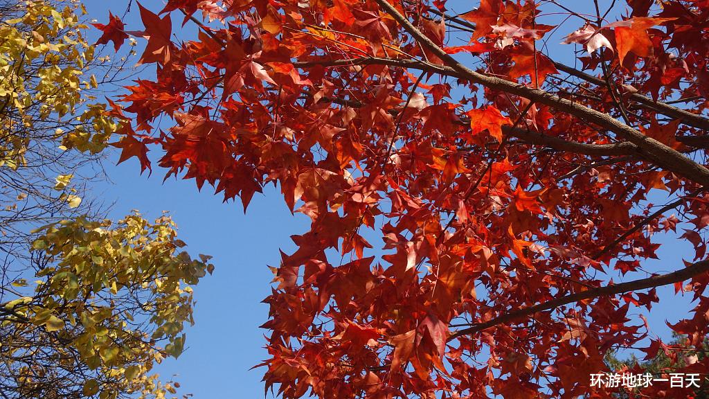 香山公园|2023年香山红叶变色时间和观赏地点一览，这篇文章带你领略秋日的魅力
