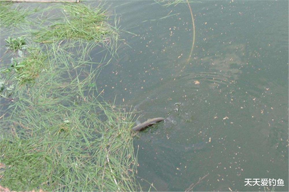 |浮钓草鱼最大“秘诀”：鱼钩加个小配件，中鱼率能提高十倍