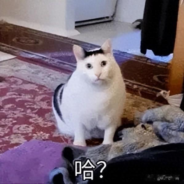 公司裁员准备二选一,领导说偏向于留我,纠结该怎么回复呢?