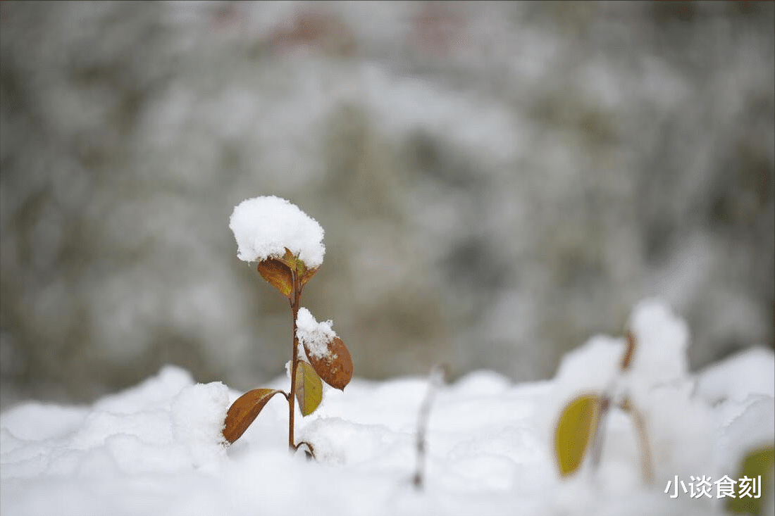 |今日小雪,老话说“小雪逢晴坟头起”啥意思?小雪晴天有啥预兆?