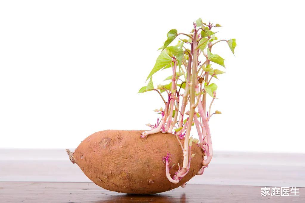 红薯|它是最便宜的“长寿菜”！一吃肠道通，二吃眼睛亮，三吃防癌抗衰老
