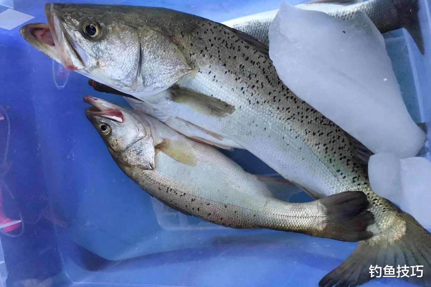 海钓鲈鱼的5个小窍门，经常比别人钓得多