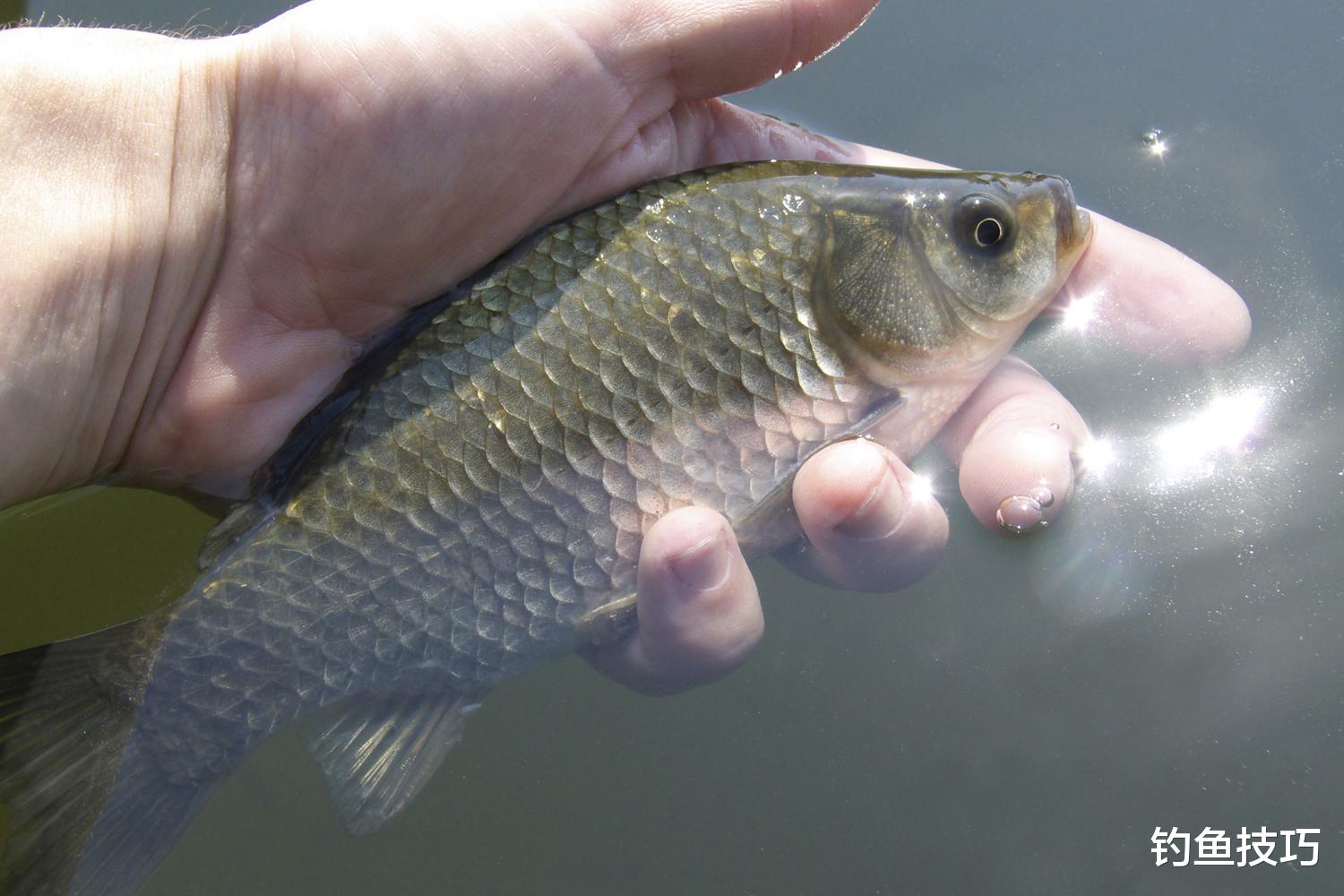 如何判断大鲫鱼进窝?大鲫鱼进窝的4种信号