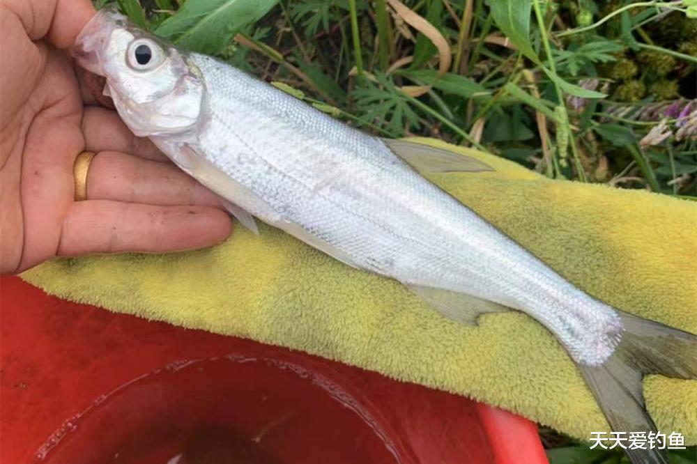 |手竿野钓翘嘴，没有比这更简单的钓法，半天狂拉10斤以上
