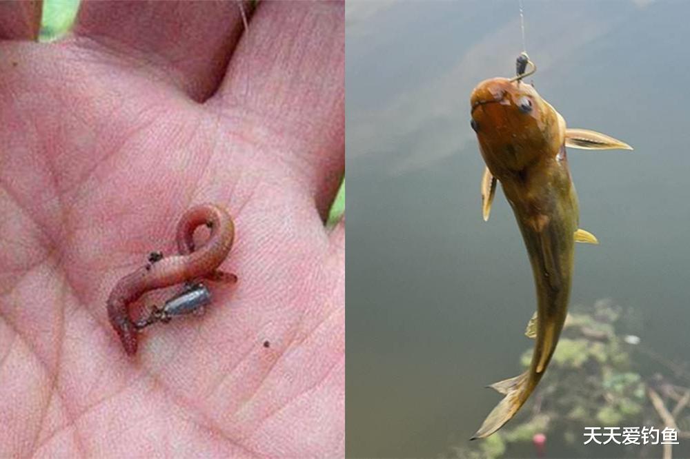 盛夏的鱼最难钓,“吃”透4个连竿绝学,爆护很容易