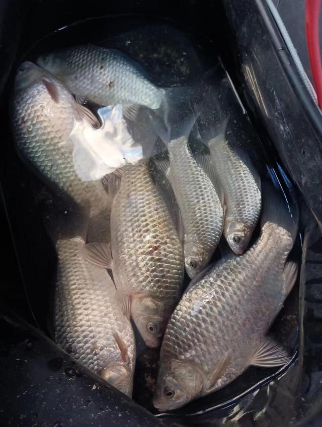 饵料|早春野钓几个关键的,弄明白之后真的极少走空