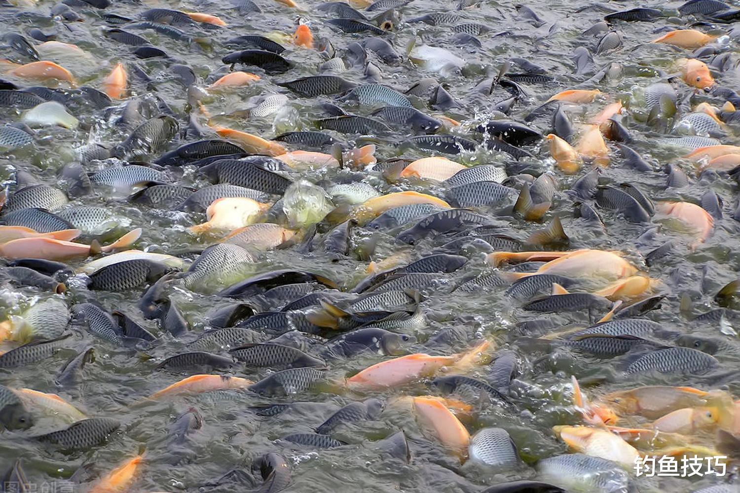 鱼类在秋季觅食的5个规律,秋季钓鱼的法宝
