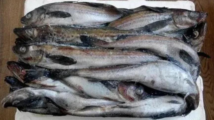 日本|朝鲜人的“救命鱼”，为啥在中国很少有人吃？原因很现实！