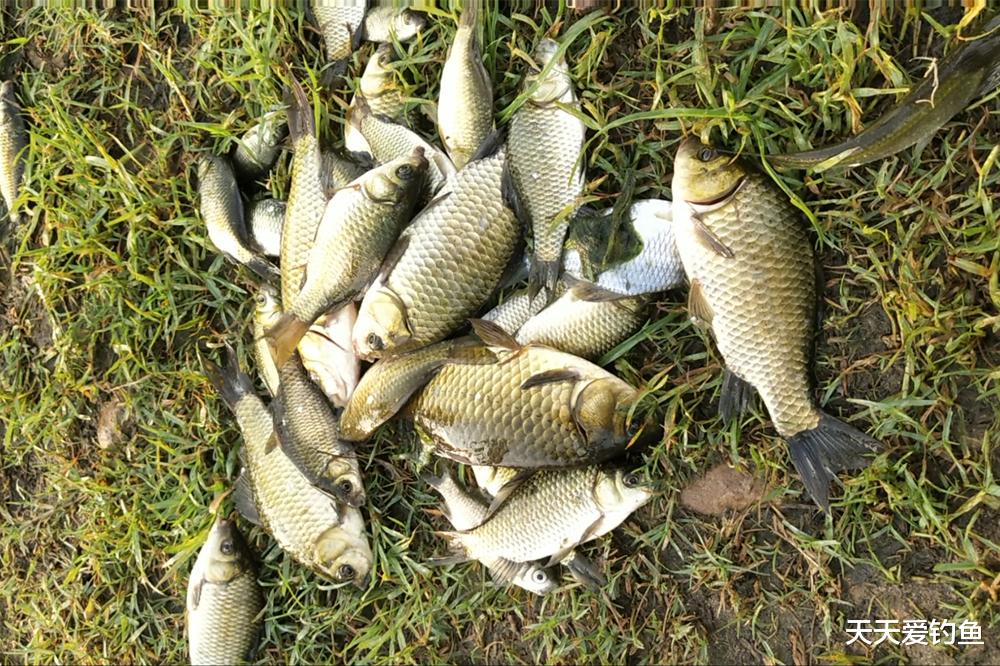 鲫鱼|夏天钓鲫鱼，4个技巧之“最”，天热也能连竿大板鲫