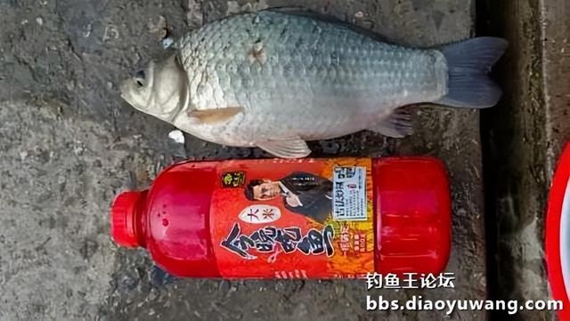 鲫鱼|今晚吃鱼酒米做窝,果然“不差鱼”