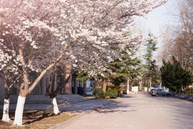 青岛市|4月不来这座樱花开满的城市看看，将会遗憾整个春天