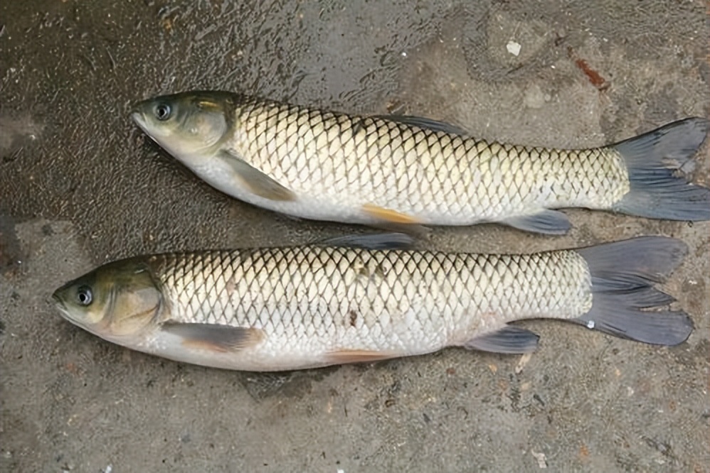 鲈鱼|哪种鱼适合初冬吃?内行人选这4种,肉嫩味美营养多,价钱低又好吃