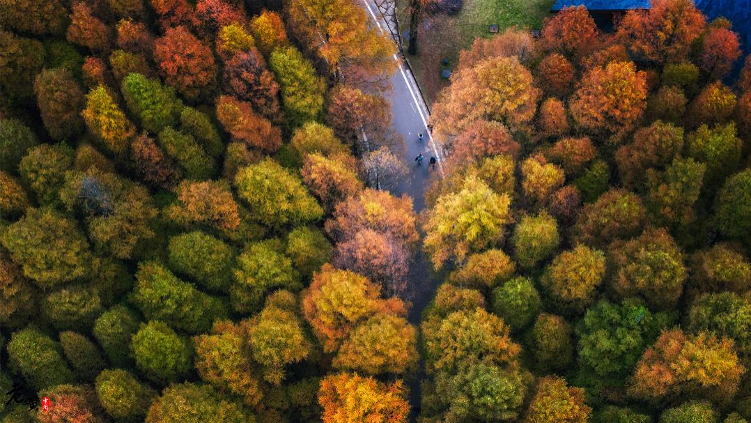 山王坪|重庆最美的秋色来了，如何0元玩转南川山王坪，邂逅绝美双色水杉