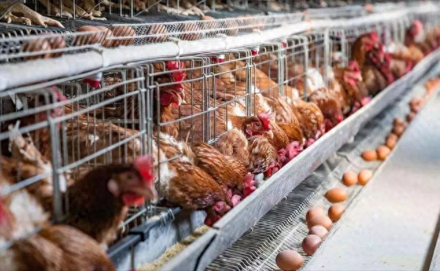 鸡爪|市场上这么多鸡爪都是从哪里来的,吃起来安全吗?看完终于明白了