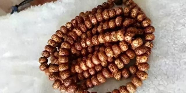 星月菩提为什么盘出来是黄的,而不是红的呢?