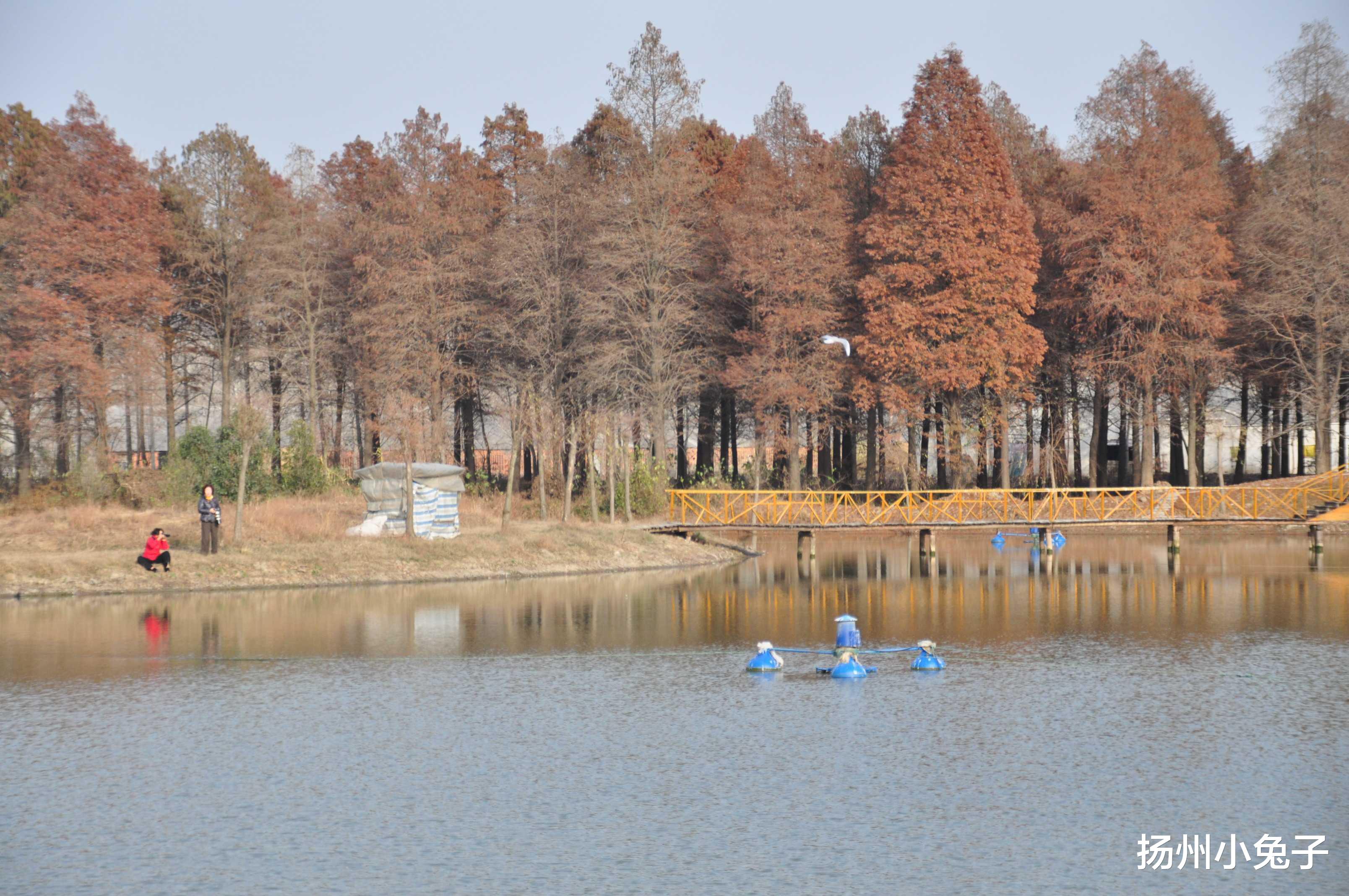 遥记当年扳罾的趣事儿