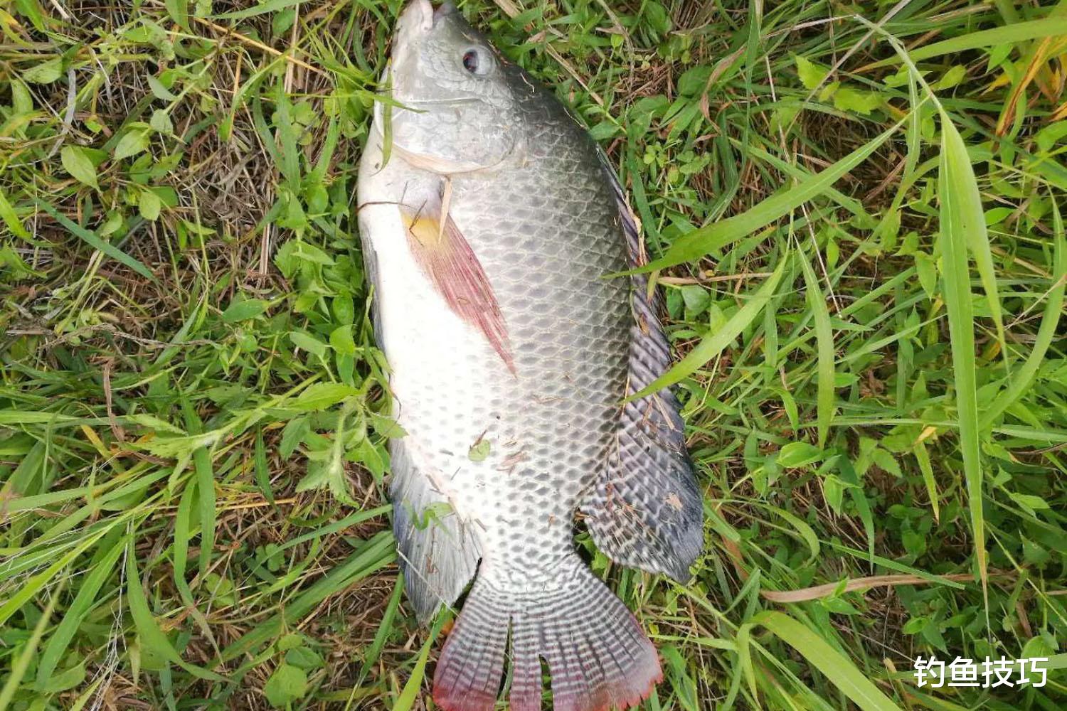 夏季钓罗非鱼为什么用冷冻饵?罗非鱼冷冻饵的优点和使用技巧