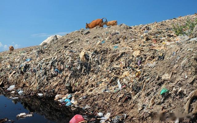 农村俗称的“野生小蒜”，到底能不能吃？为何现在也不多见了？