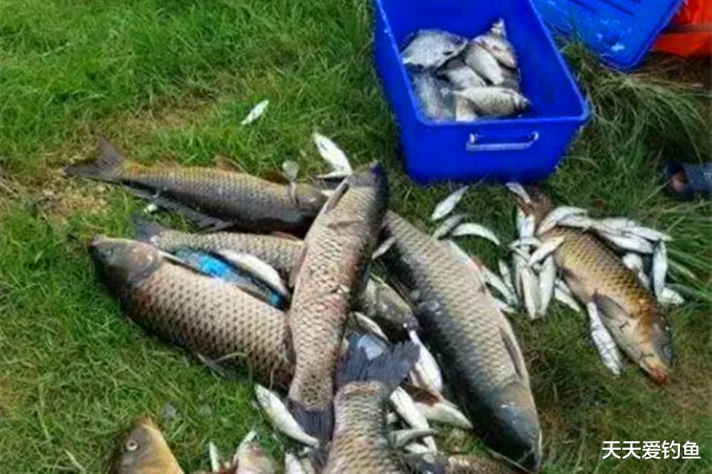 盛夏野钓江河，常用3大连竿策略，想空军都难
