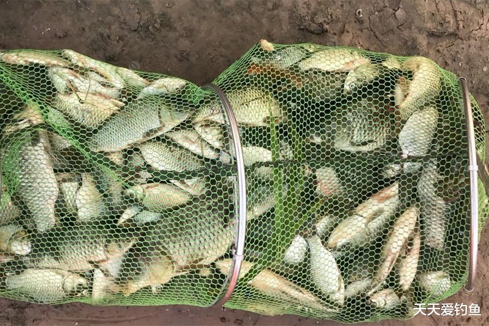 黑鱼|夏天钓肥水,时机用饵是关键,用好了也能钓爆护
