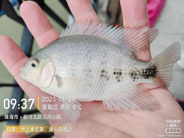 鲤鱼|给鱼尝尝肥宅快乐水，前有花河豚后有靓鲤鱼