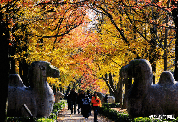 明孝陵|今年公认最美的赏秋景点，非常适合全家自驾游，国庆一起去寻找秋天里的幸福！