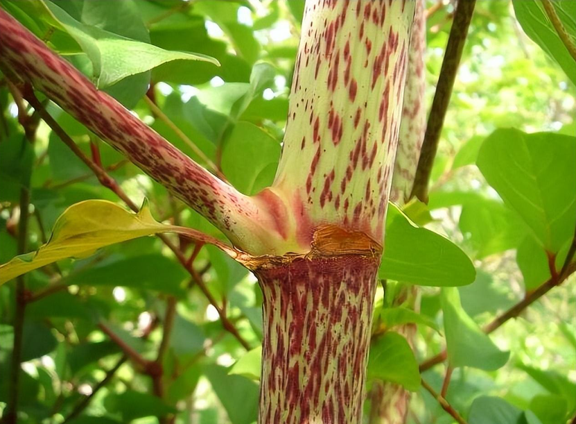 虎杖:臭名昭著的入侵者,为何深受国人喜爱?