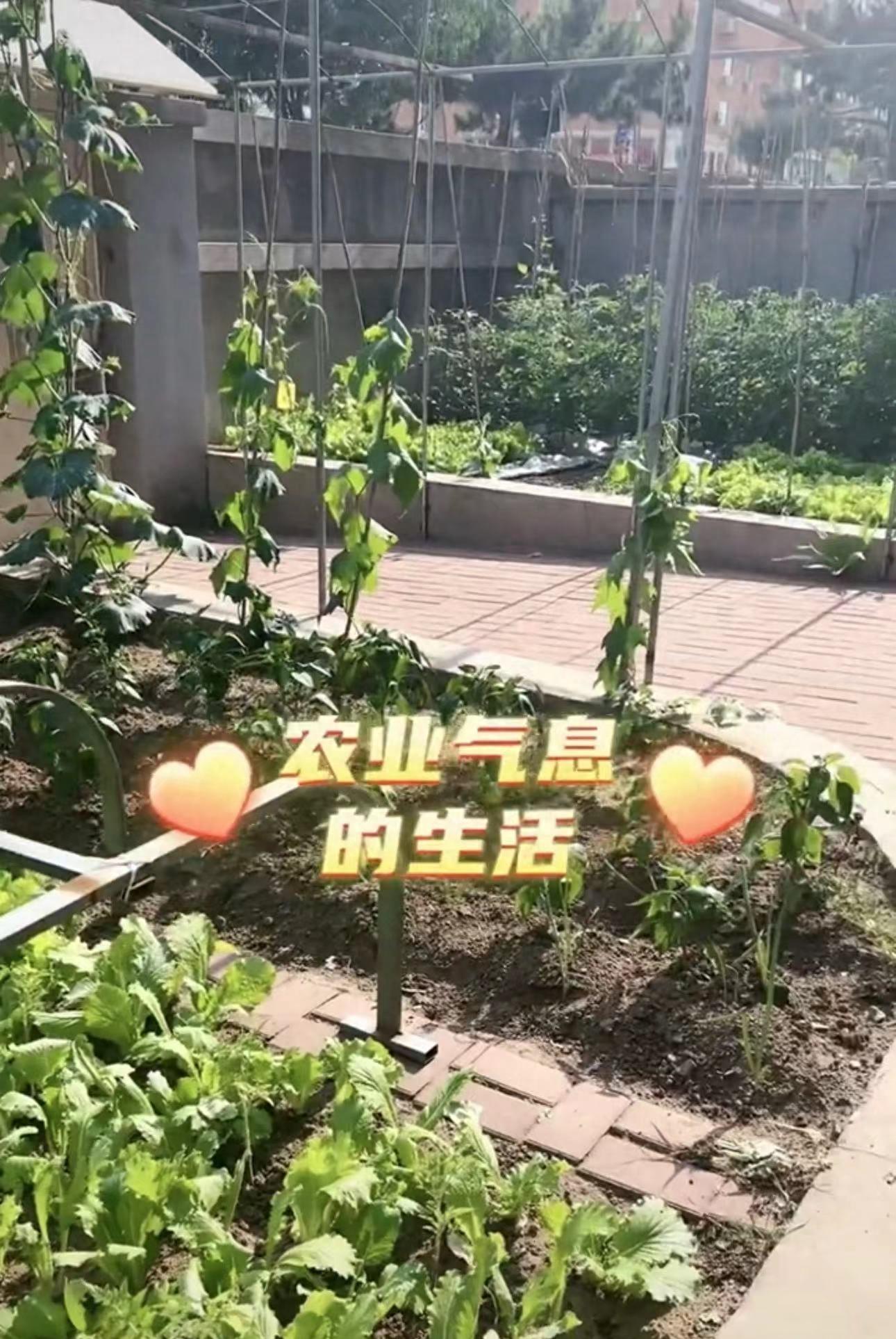 央视刘芳菲回东北老家！穿百元衣下地摘菜，白皙貌美被催婚生子