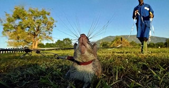 |躲过了中国人的筷子,却被越南人当做美食?越南人为啥爱吃鼠肉?