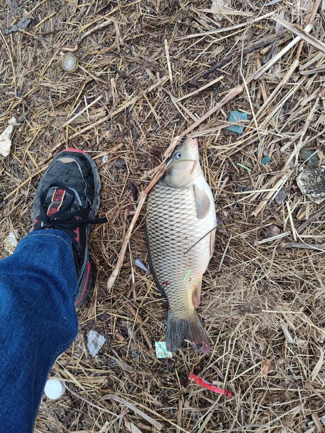 夜钓|惊喜来太突然，大鲤鱼突破个人野钓记录