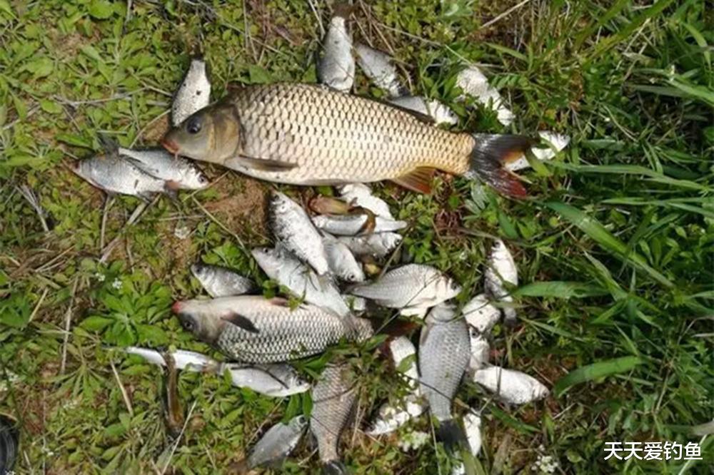 秋钓边?秋天想要浅水钓大鱼,需要满足3个条件