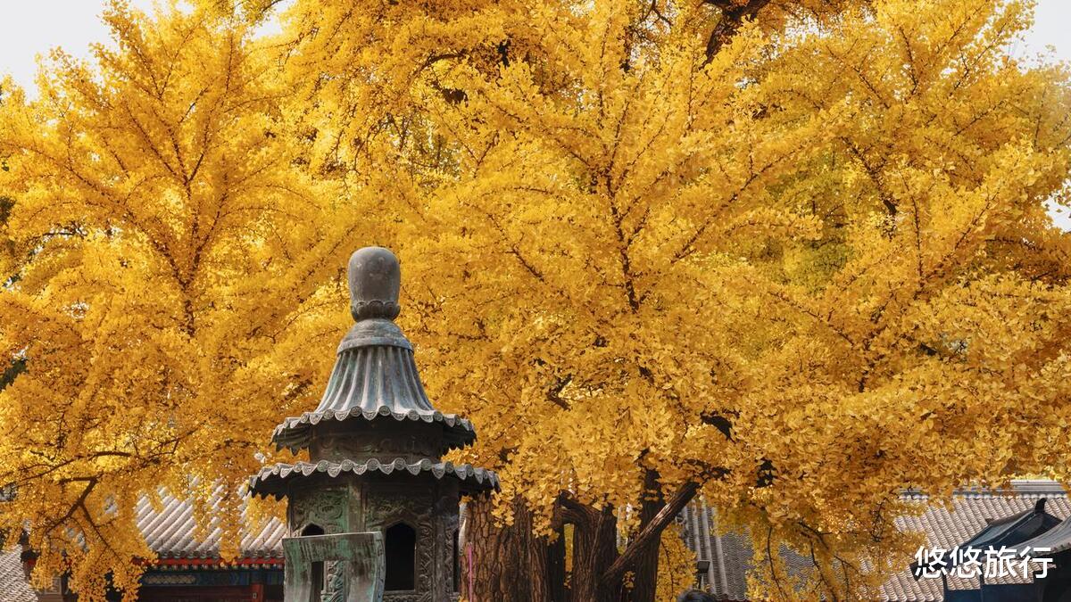内蒙古|赏秋胜地，这些11月的银杏观赏地，美出天际